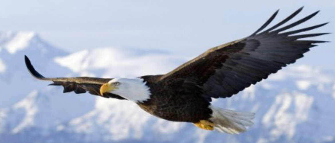 set your business free